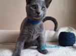 Charlton - Russian Blue Kitten For Sale - Pembroke Pines&comma; FL&comma; US