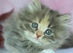 India - Siberian Kitten For Sale - Pembroke Pines&comma; FL&comma; US