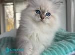 Beethoven - Siberian Kitten For Sale - Pembroke Pines&comma; FL&comma; US