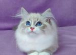 Oligarch - Siberian Kitten For Sale - Pembroke Pines&comma; FL&comma; US