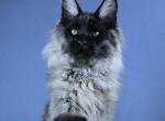 Kurazh - Maine Coon Kitten For Sale - Hollywood&comma; FL&comma; US