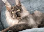 Meringues - Maine Coon Kitten For Sale - Hollywood&comma; FL&comma; US