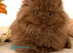 Micky&lowbar; - British Shorthair Kitten For Sale - Hollywood&comma; FL&comma; US