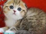 Dior - Scottish Fold Kitten For Sale - Hollywood&comma; FL&comma; US