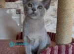Vest - Burmese Kitten For Sale - Miami&comma; FL&comma; US