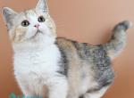 Nona - Munchkin Kitten For Sale - Pembroke Pines&comma; FL&comma; US