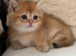 Konon - Munchkin Kitten For Sale - Pembroke Pines&comma; FL&comma; US
