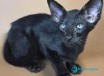Lupin - Oriental Kitten For Sale - Pembroke Pines&comma; FL&comma; US