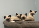 Siamese kittens - Siamese Kitten For Sale - Attleboro&comma; MA&comma; US
