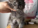 Gucci - Maine Coon Kitten For Sale - Hollywood&comma; FL&comma; US