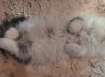 MILO - Persian Kitten For Sale - 