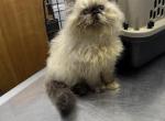 CFA Registered Tortie Point Female - Persian Kitten For Sale - Conyers&comma; GA&comma; US