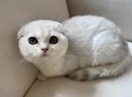 Scottish Fold Silver Male Young - Scottish Fold Kitten For Sale - 
