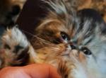 WILLOW - Persian Kitten For Sale - Sumner&comma; WA&comma; US