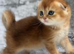 Scottish Fold Golden young Male - Scottish Fold Kitten For Sale - Orlando&comma; FL&comma; US