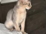 Milo - Abyssinian Kitten For Sale - Melbourne&comma; FL&comma; US