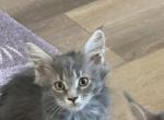 Savannah - Maine Coon Kitten For Sale - Redding&comma; CA&comma; US