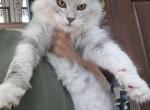 Black silver tabby - Maine Coon Kitten For Sale - Jasper&comma; GA&comma; US