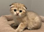 August - Scottish Fold Kitten For Sale - Inman&comma; SC&comma; US