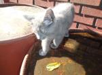 unnamed - Domestic Kitten For Adoption - Pittsburgh&comma; PA&comma; US