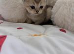 Cinnamon - British Shorthair Kitten For Sale - 