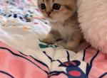 Hazel - British Shorthair Kitten For Sale - 