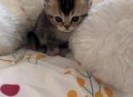 Maple - British Shorthair Kitten For Sale - 