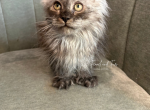 Simba polydactyl black smoke - Maine Coon Kitten For Sale - Villa Rica&comma; GA&comma; US