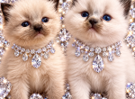 Kats ravishing ragdolls 2 AVAILABLE - Ragdoll Kitten For Sale - Lancaster&comma; PA&comma; US
