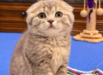 Mia - Scottish Fold Kitten For Sale - Chicago&comma; IL&comma; US