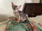 Sweet blue boy - Abyssinian Kitten For Sale - 
