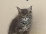 Sage - Maine Coon Kitten For Sale - 