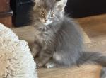 Shiloh - Maine Coon Kitten For Sale - 