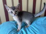 Super friendly boy - Abyssinian Kitten For Sale - 