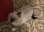 Mary Seal Point Snowshoe - Ragdoll Kitten For Sale - Burlington&comma; WI&comma; US