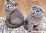 Litter K - Scottish Fold Kitten For Sale - Algonquin&comma; IL&comma; US