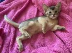 Shoulder sweet girl - Abyssinian Kitten For Sale - 