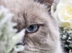 Jorge - Scottish Straight Cat For Sale - Watertown&comma; NY&comma; US