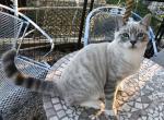 Razz Hybird Rag Bengal Lynx - Ragdoll Kitten For Sale - Burlington&comma; WI&comma; US