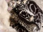 Reina - Bengal Kitten For Sale - Oklahoma City&comma; OK&comma; US
