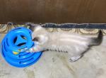 Butternut Hybird Rag Bengal Lynx - Ragdoll Kitten For Sale - Burlington&comma; WI&comma; US