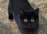 Chyvi - Scottish Fold Kitten For Sale - Philadelphia&comma; PA&comma; US