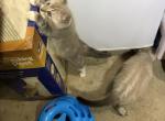 Jackie Rag Bengal Hybird - Ragdoll Kitten For Sale - Burlington&comma; WI&comma; US