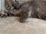 Zuri blue - Maine Coon Kitten For Sale - 