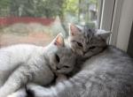 Scottish Straight - Scottish Straight Kitten For Sale - Charlotte&comma; NC&comma; US