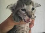 2 OSH girls - Oriental Kitten For Sale - Cassatt&comma; SC&comma; US