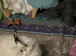 Miso persian munchkin - Persian Cat For Sale - 