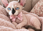 Lucky - Sphynx Kitten For Sale - 