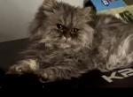 Popcorn - Munchkin Cat For Sale - Philadelphia&comma; PA&comma; US