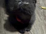 Forrest - Scottish Fold Kitten For Sale - Philadelphia&comma; PA&comma; US
